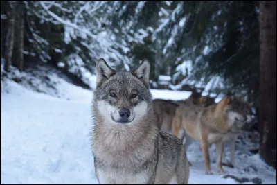 On t'annonce que c'est toi l'alpha, quelle est ta réaction ?
