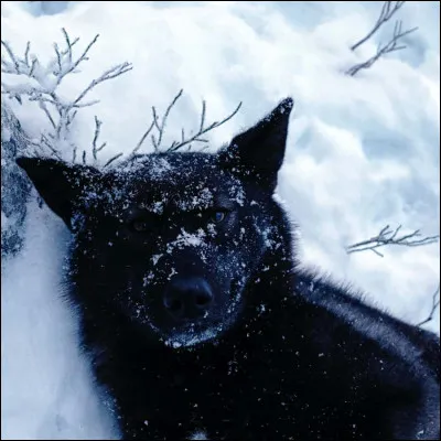 Quel serait ton rêve de loup ?