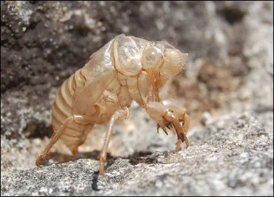 Quel est le nom cette enveloppe vide de la nymphe de la cigale ?