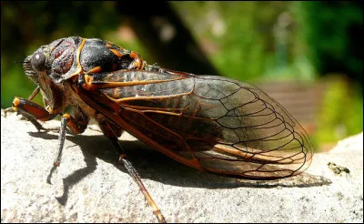 De quoi la cigale de Provence se nourrit-elle ?