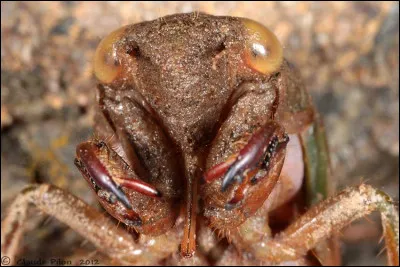 Quel est le nom de l'appendice buccal de la cigale ?