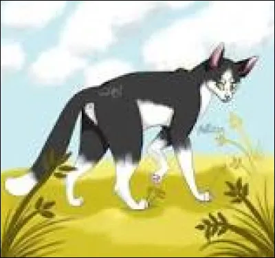 Es-tu rapide physiquement ?