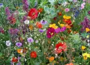 Quiz Les fleurs et leurs significations