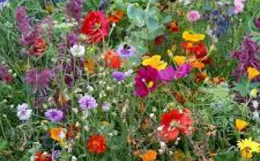 Quiz Fleurs