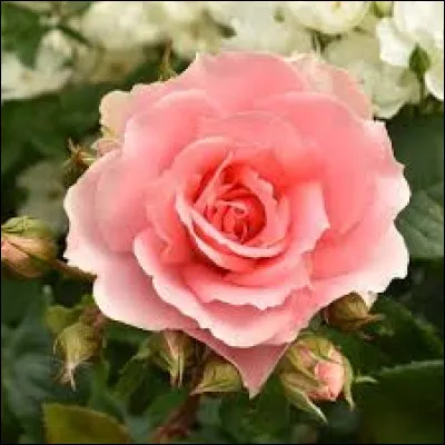 Quelle est la signification de la rose ?