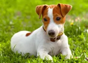 Quiz De quelle race est ce chien ?