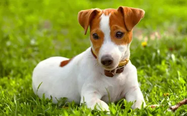 Quiz Races de chiens