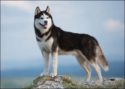 De quelle race est ce chien ?