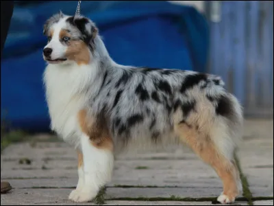 De quelle race est ce chien ?