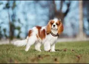 Quiz 13 races de petits chiens  trouver !