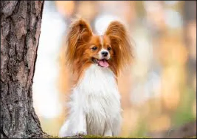Quelle est la race de ce petit chien avec ses oreilles droites et à son poil long et brillant à majorité blanc ?