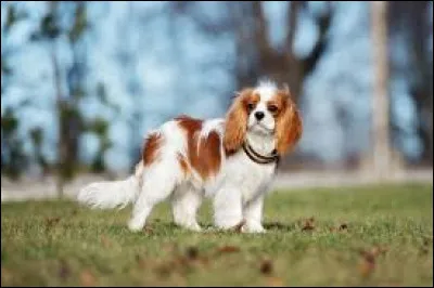 Comment se nomme la race de ce petit chien originaire du Royaume-Uni ?