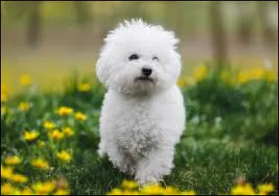 Quelle est la race de ce petit chien au pelage blanc ?