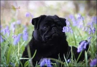 À quelle race appartient ce petit chien au nez retroussé ?
