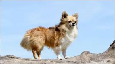 Quel est le nom de la race de ce petit chien pesant au maximum 3kg ?