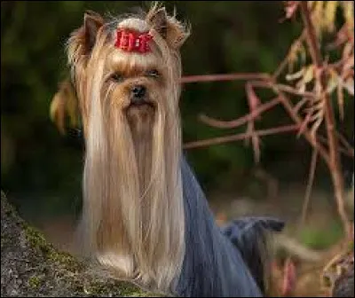 Comment se nomme la race de ce petit chien anglais au long pelage ?