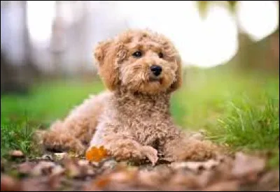 Quelle est la race de ce petit chien joueur et intelligent ?