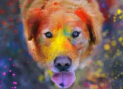 Quiz Les chiens en CG