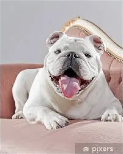 De quelle race est le chien qu'offre Mathilde Seigner à Alain Chabat dans le film "Trésor" ?