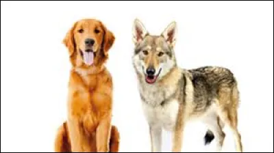 Durant quel siècle la fable "Le Loup et le Chien" fut-elle éditée pour la première fois ?