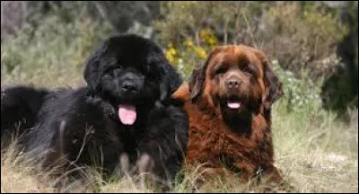 Où cette race de chien est-elle réputée pour être à l'aise ?