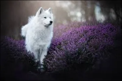 Comment dit-on le "chien" en anglais ?