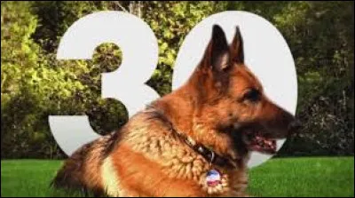 Quelle race de chien est le symbole de la fondation "30 Millions d'amis" ?