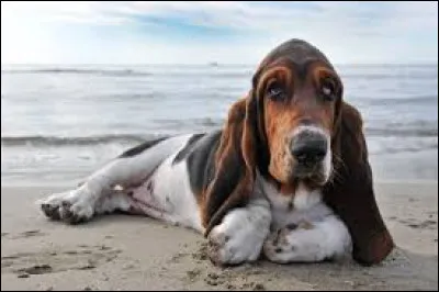 De quelle magazine le basset-hound est-il la mascotte depuis de nombreuses années ?