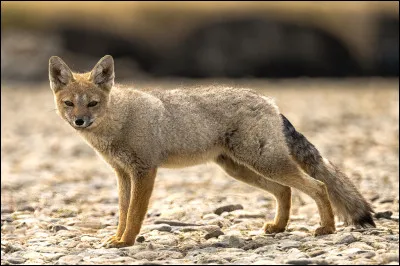 Quel est le nom du renard gris à grandes oreilles, vivant en Argentine, chassé pour sa fourrure ?