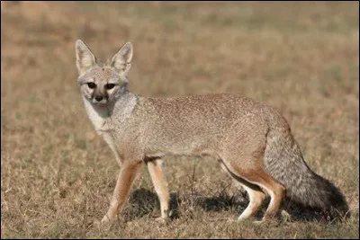 Quel est le nom du renard au pelage orange sablé avec une fin de queue noire, vivant en Inde ?