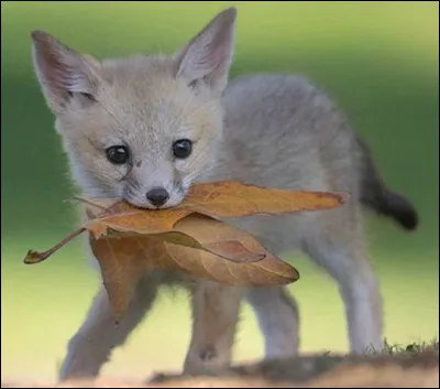 Quel est le nom du petit renard de 50 cm avec de grandes oreilles, endémique d'Amérique du Nord ?