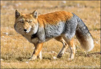 Quel est le nom du Renard à fourrure épaisse vivant dans les régions montagneuses du plateau tibétain ?