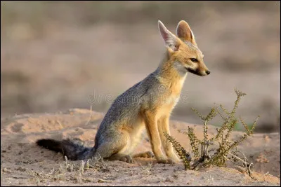 Quel est le nom du renard gris argenté vivant en Afrique du Sud et dans ses pays frontaliers ?