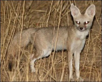 Quel est le nom du renard d'Afrique centrale au poil beige pâle, vivant du Sénégal au Soudan ?