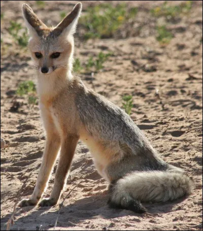 Quel est le nom du renard du Moyen-Orient, aux grandes oreilles, au pelage tacheté et au ventre blanc ?