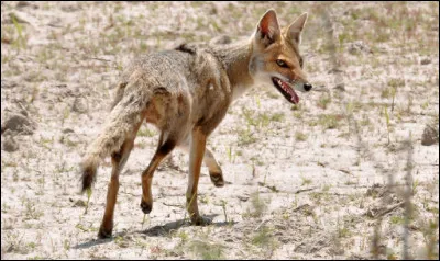 Quel est le nom du petit renard gris efflanqué des pampas d'Amérique du Sud ?