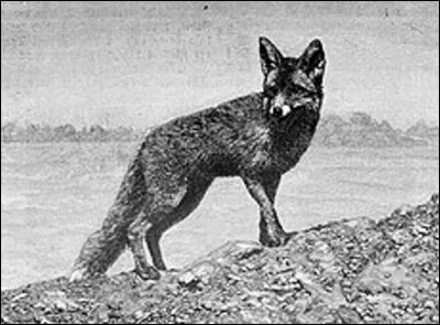 Quel est le nom originel du renard qu'il a perdu depuis qu'il fut le héros du "Roman de Renart", un ensemble de récits poétiques du Moyen-Âge ?