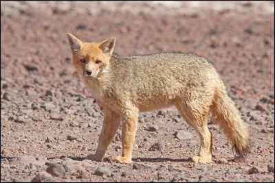 Quel est le nom du grand renard des Andes proche du renard roux, vivant dans les prairies et les bois de Patagonie, de Terre de Feu et d'Équateur ?