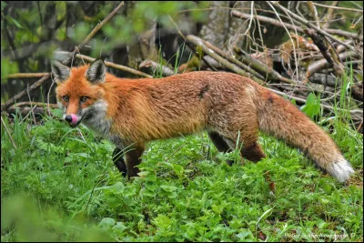 Quel est le nom du renard le plus répandu au monde, présent dans tout l'hémisphère nord ?
