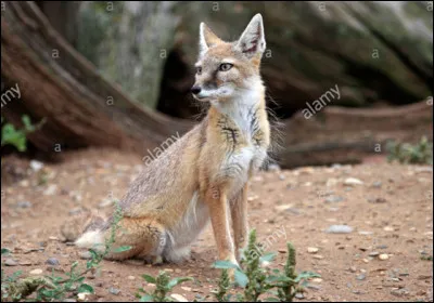 Quel est le nom du renard des steppes, originaire d'Asie centrale ?