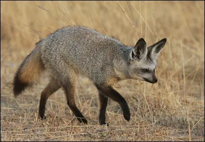 Quel est le nom du renard avec des oreilles de chauve-souris, vivant dans les pairies et les savanes d'Afrique ?