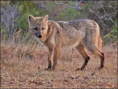 Quel est le nom du renard des savanes qui vit en Amérique du Sud ?