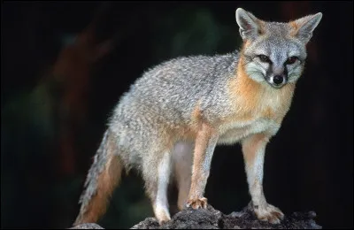 Quel est le nom du renard gris d'Amérique, seul renard capable de grimper aux arbres ?