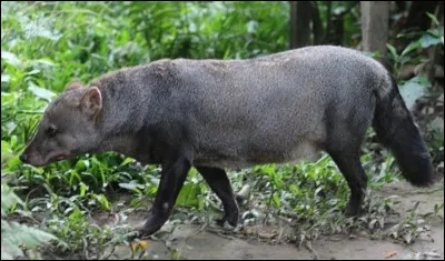Quel est le nom du renard gris nocturne à petites oreilles, vivant dans les fôrets d'Amazonie ?