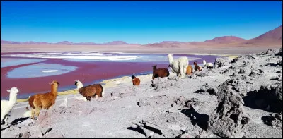 Quels pays d'Amérique du Sud n'ont pas d'accès à la mer ?