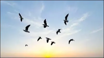 Qui a chanté "Il est libre Max" ?