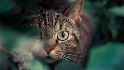 Veux-tu qu'il y ait des ombres ?