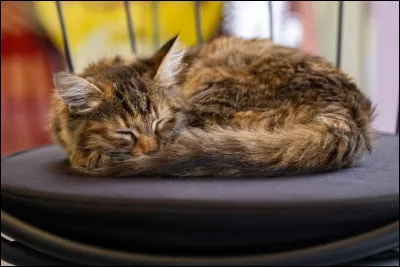 Veux-tu que ce soit réaliste ?