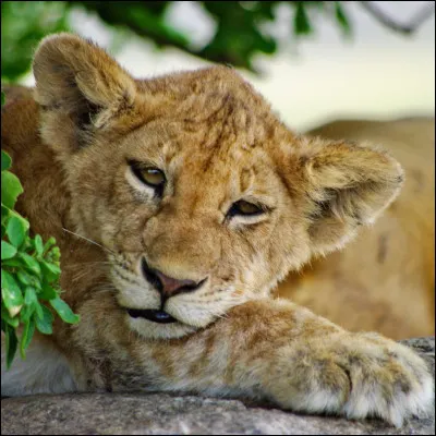 Et pour finir, parmi ces catégories, dans laquelle se trouve "un être vivant qui se nourrit à la fois de plantes et d'animaux" ?