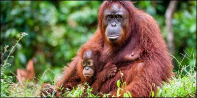 Maintenant, retournons dans la catégorie animaux : comment s'appelle cette race de singe ?